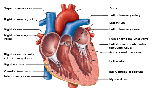 heart structure