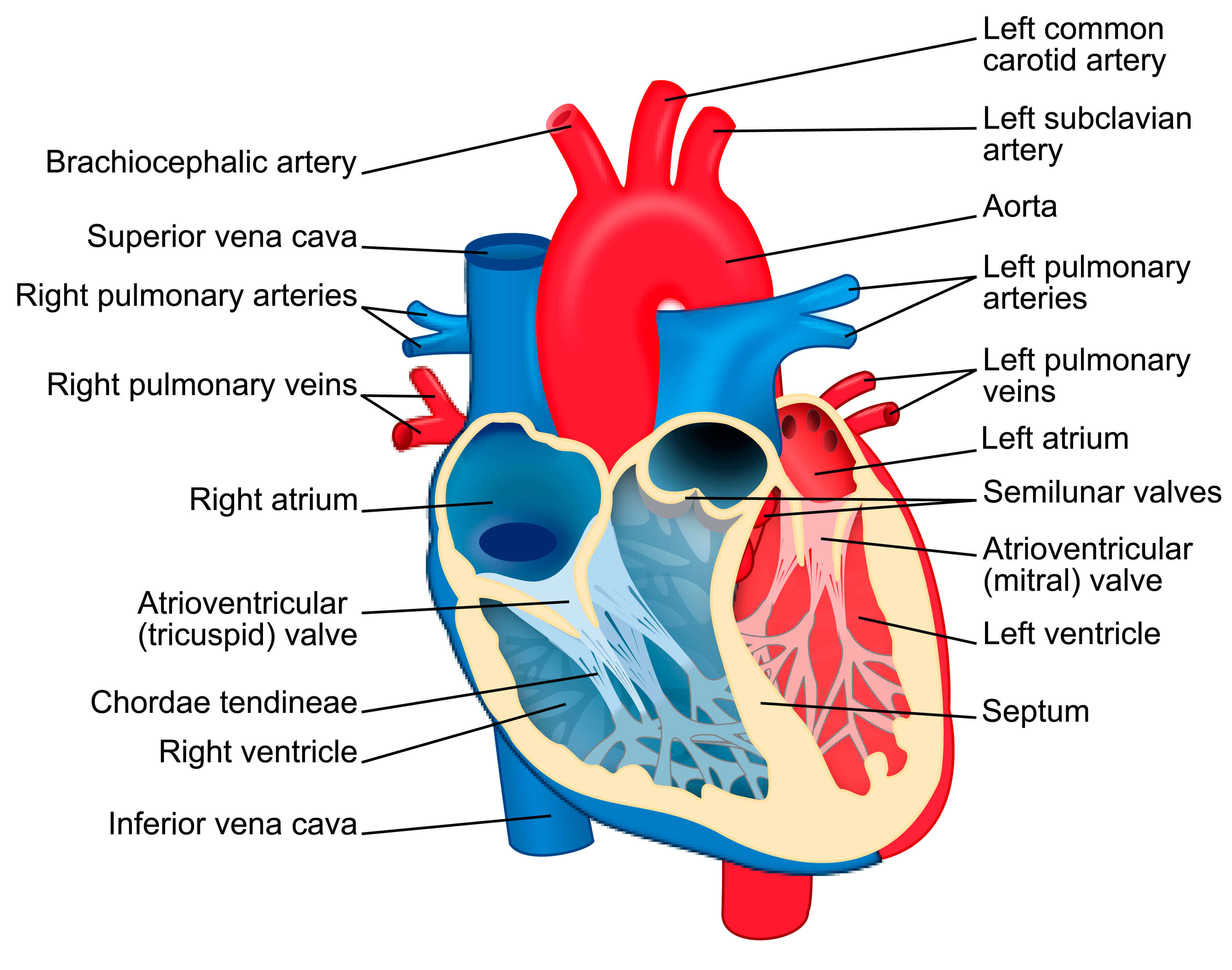 Heart_diagram