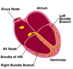 Sinus node