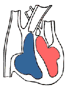 heart-blood-vessels-valves-step2