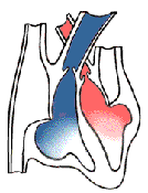 heart-blood-vessels-valves-step3