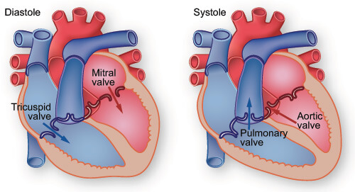 thi-heart-valves